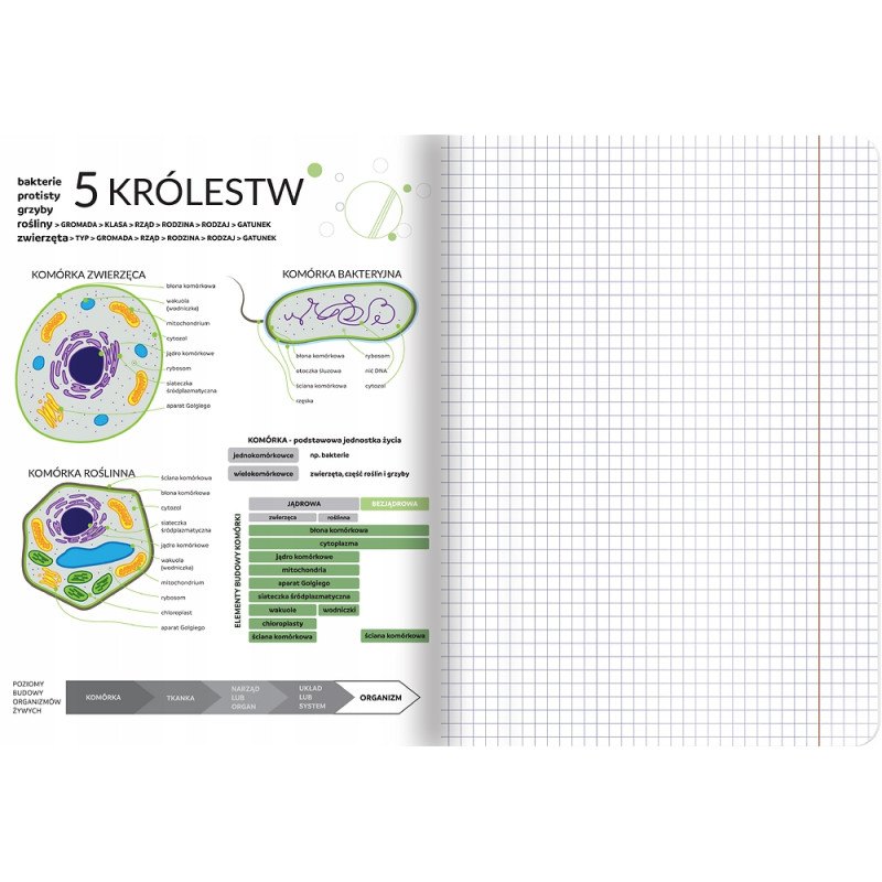 Zeszyt A5 60k kratka margines ściągi BIOLOGIA 400181529 TOP 2000