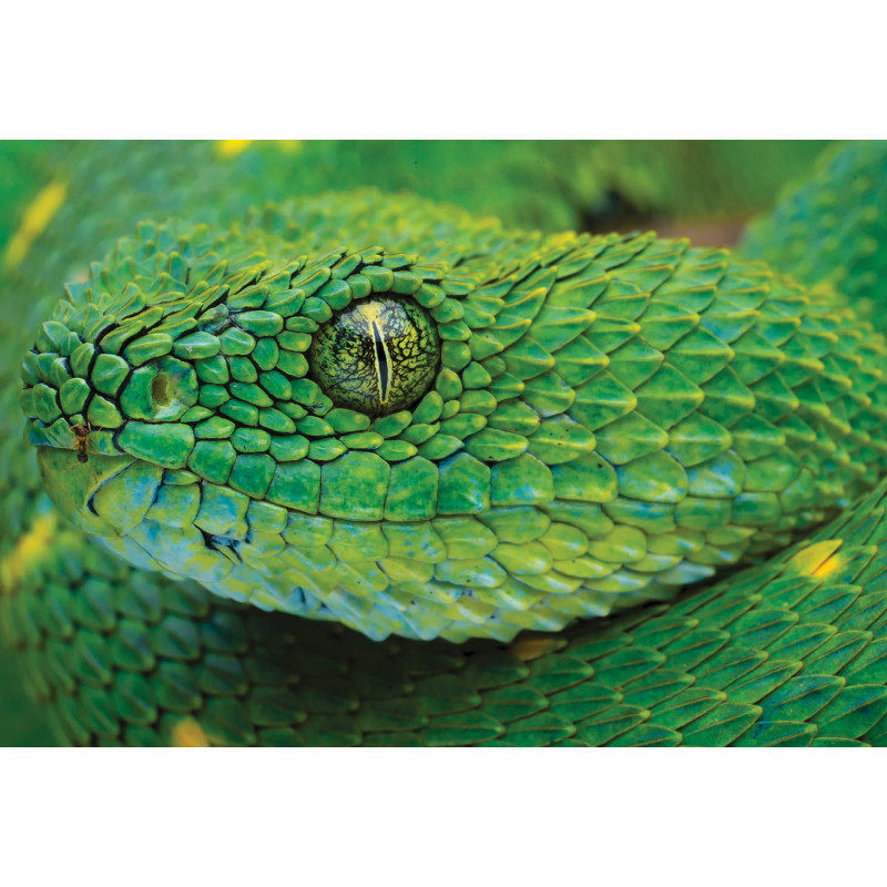 Puzzle 250 Colourful Nature 4 Snake PUZ250CN4S INTERDRUK