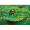 Puzzle 250 Colourful Nature 4 Snake PUZ250CN4S INTERDRUK
