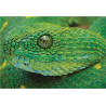 Puzzle 250 Colourful Nature 4 Snake PUZ250CN4S INTERDRUK